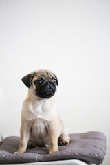 Pug puppy on light background in real interior
