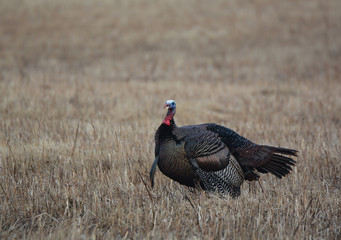 Portrait of Wild Turkey