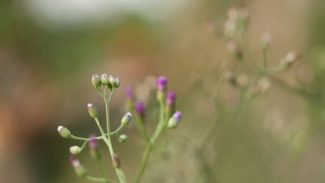 Little ironweed, Ash-coloured fleabane 