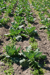 Cabbage growing in the summer vegetable garden.