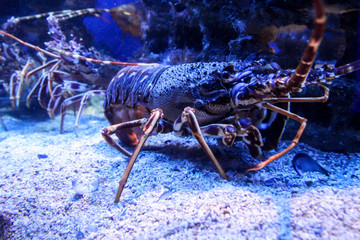 Close up von einem Hummer 