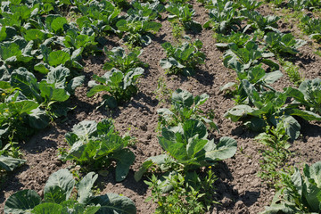 Cabbage growing in the summer vegetable garden.