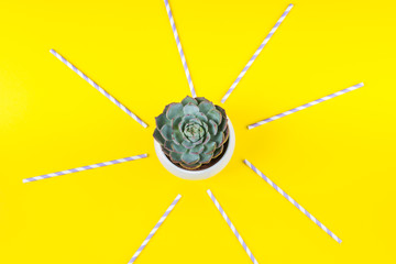 Succulent plant with straws on yellow background
