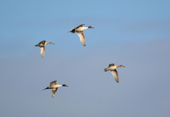 Fototapeta na wymiar Flock of Common Pintail Ducks