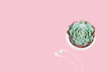 Succulent plant in white pot on color background © tenkende