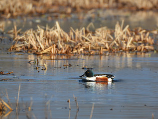Northern Shoveler Ducl