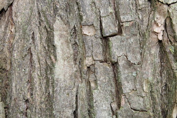 Texture écorce