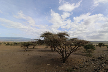Acacia Tree