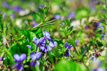 spring early flowers and grass background