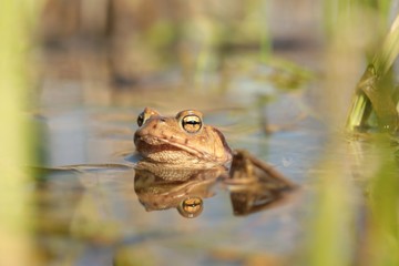 Frog in a pond during mating season on a sunny spring morning