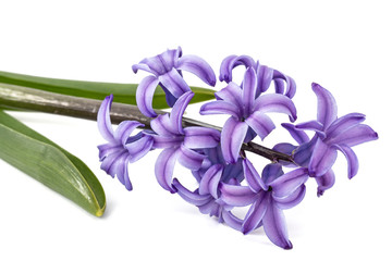 Violet flowers of hyacinth, isolated on white background