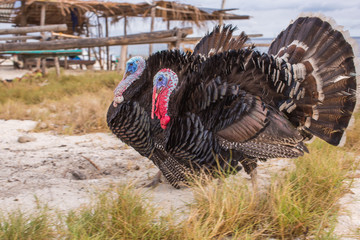 Two proud turkey cock flounce along a white beach at rural tranquility countryside scene