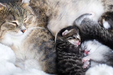  Mom cat  taking care of her little baby kittens.