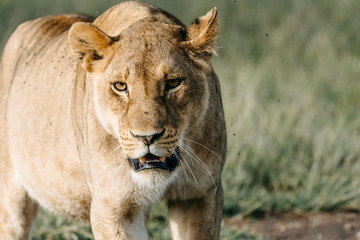 Fototapeta na wymiar Portrait Lion in Serengeti