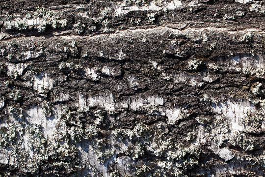 Birch white tree bark pattern texture. Forest wood background.
