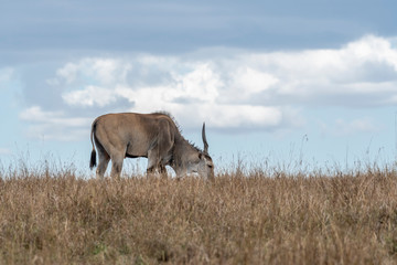 Eland grazing alone in Mara triangle during migration