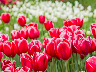 Fototapeta premium Beautiful tulips blossom with water drops at Descanso Garden