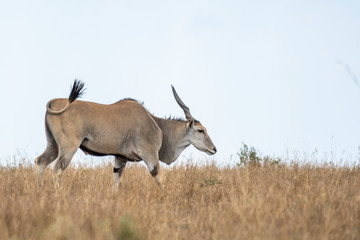 Naklejka na ściany i meble Eland grazing alone in Mara triangle during migration