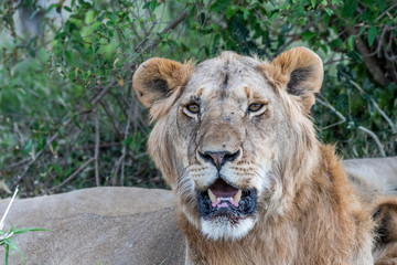 Obraz premium Close up portrait of Lioness resting and sleeping under tree in Maasai Mara