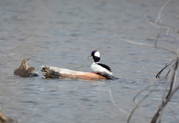 Resting Bufflehead Duck