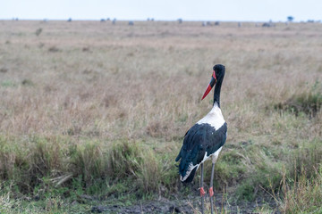 Saddle-billed stork opening and closing wings in Maasai Mara triangle