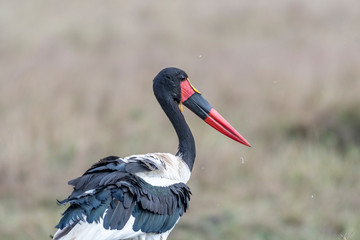 Saddle-billed stork opening and closing wings in Maasai Mara triangle