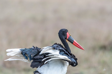 Fototapeta premium Saddle-billed stork opening and closing wings in Maasai Mara triangle