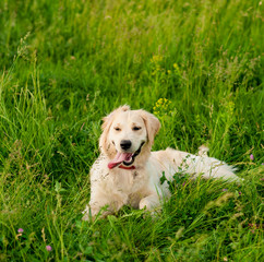 Portrait of a white dog golden retriever looking at his owner in summer park on sunny day. Closeup portrait of white retriever dog outdoors