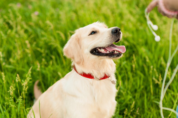 Portrait of a white dog golden retriever looking at his owner in summer park on sunny day. Closeup portrait of white retriever dog outdoors