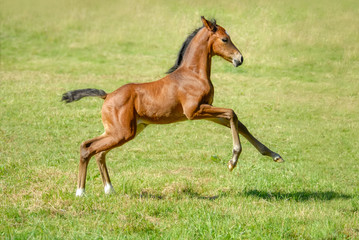 Rhenish Warmblood foal, a German horse breed also called Rheinländer, running fast at a gallop in...