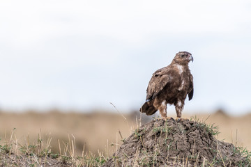 Eagle looking for prey in Maasai Mara