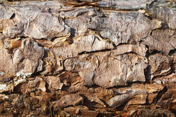 Pine tree brown bark texture. Forest closeup macro background.