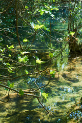 Spring in the forest