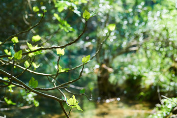 Fototapeta premium Spring in the forest