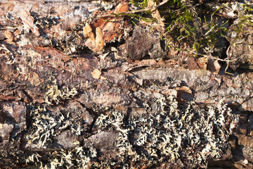 Pine tree brown bark texture. Forest closeup macro background.
