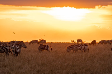 Zebras grazing in groups at sunset in Mara triangle during migration season