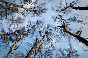 Silhouette of dead pine trees on blue sky after devastating fire, on island Brac in Croatia