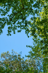 Spring in the forest