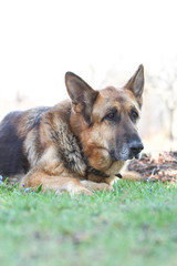 Beautiful view of garden with laying german shepherd dog.