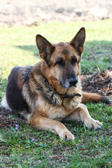 Beautiful view of garden with laying german shepherd dog.
