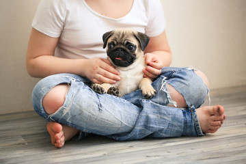 Funny grown-up Pug puppy with ears on hands,jeans