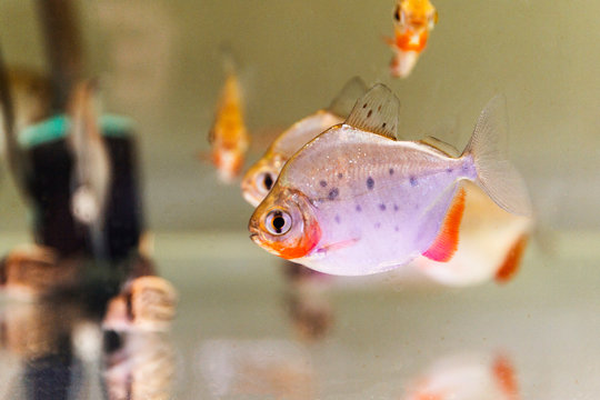 Spotted Silver Dollar Metynnis Lippincottianus fish swimming in new aquarium tank.