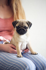 Funny grown-up Pug puppy with ears on hands,jeans