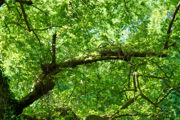 Spring in the forest