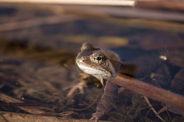 Frog basks in the sun. Spring came. Frog's macro eyes.