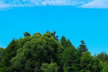 Fototapeta premium Beautiful Landscape Background. Green Trees, Meadow Over Blue Sky Background. Landscape Photo - Green Field, Clouds And Blue Sky. Nature, Ecology, Travel Concept.