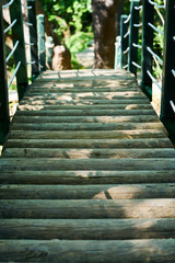 Wooden bridge background