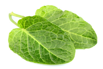 Plantain green leaves.