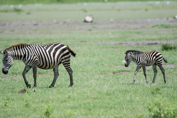 Fototapeta na wymiar Zebra in National park Manyara Tanzania