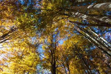 The plateau of Cansiglio / Mount Pizzoc